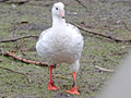 Andean Goose